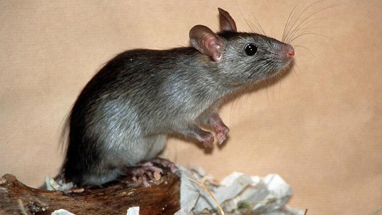 Ratte  Foto: Zoologische Staatssammlung/dpa 
