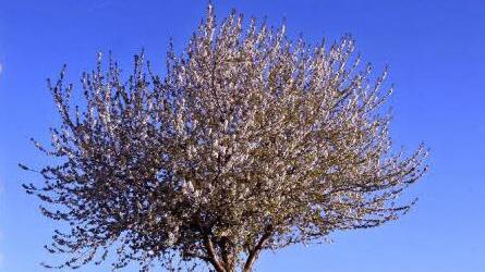 Ein bl&uuml;hender Kirschbaum. Foto: Karl-Josef Hildenbrand /dpa