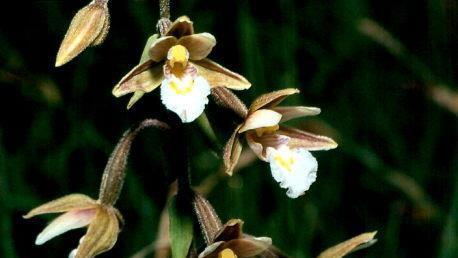 Das  Sumpf-Läusekraut (Pedicularis palustris), hier eine Aufnahme von 2005, konnte 2018 im Helmersbacher Schilf nicht mehr gefunden werden. Walter Hartmann
