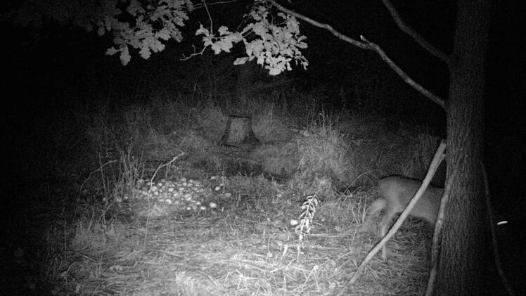 Die Rehe verschwinden plötzlich...
