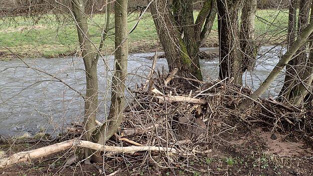 Der Biber freut sich sicher über die vielen Äste und Zweige, die an den Bäumen hängen geblieben sind. Foto: Claudia Körber