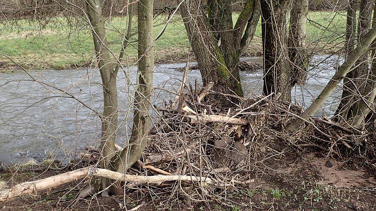 Der Biber freut sich sicher über die vielen Äste und Zweige, die an den Bäumen hängen geblieben sind. Foto: Claudia Körber