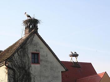 Gleich zwei Storchenpaare haben sich am Heinershof niedergelassen: Die älteren Rechte haben Ali und Aline (hinten) auf der ehemaligen Scheune, dem heutigen Schulbauernhof. Heiner und Heidi vorne müssen von ihrem Schornstein endgültig Abschied nehmen, dürfen aber in ein Luxusappartement übersiedeln. Foto: Evi Seeger