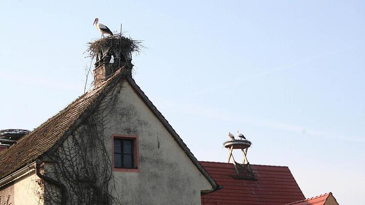 Gleich zwei Storchenpaare haben sich am Heinershof niedergelassen: Die älteren Rechte haben Ali und Aline (hinten) auf der ehemaligen Scheune, dem heutigen Schulbauernhof. Heiner und Heidi vorne müssen von ihrem Schornstein endgültig Abschied nehmen, dürfen aber in ein Luxusappartement übersiedeln. Foto: Evi Seeger