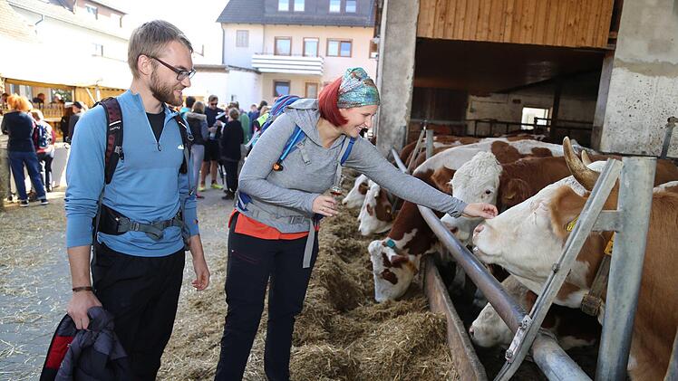 Auch die Kühe genießen den Tag in Schlaifhausen Foto: Franz Galster