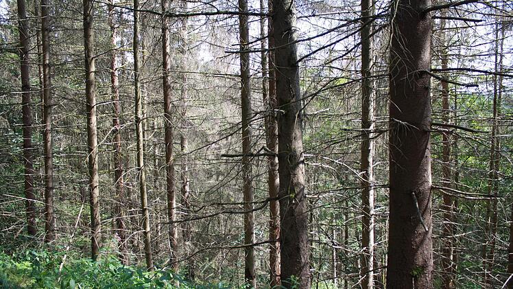 Ausgedehnte Schadholzfl&auml;chen, wie hier am Pressiger Berg, veranschaulichen, dass es den W&auml;ldern derzeit sehr schlecht geht.Bernd Graf