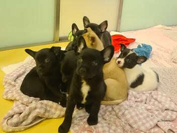 Tierheim Nürnberg: Welpen "aus schlechter Haltung befreit" - Tierschützer mit wichtiger Bitte