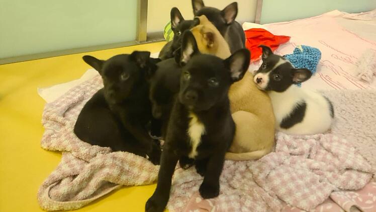 Tierheim Nürnberg: Welpen "aus schlechter Haltung befreit" - Tierschützer mit wichtiger Bitte