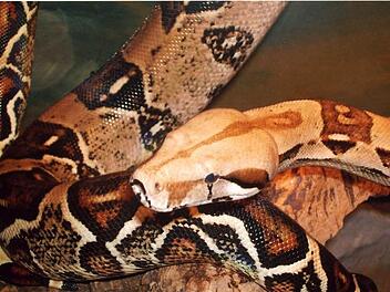 Eine "Hog Island"-Würgeschlange, eine Unterart einer Boa constrictor (hier im Bild), war verschwunden. Nun ist sie wieder aufgetaucht.