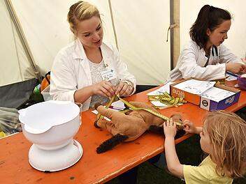 Dr. ted. Helena (l.) vermisst und wiegt Pl&uuml;schpferd Pedro.  Foto: Uniklinikum Erlangen