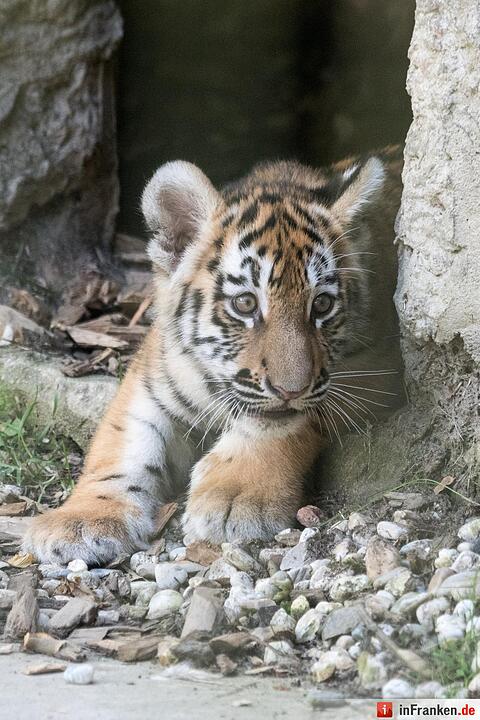 Tigernachwuchs darf ins Freigelände