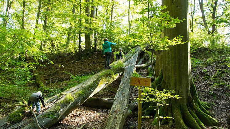 TFoto: Wanderzwerg/Bernd Deschauer