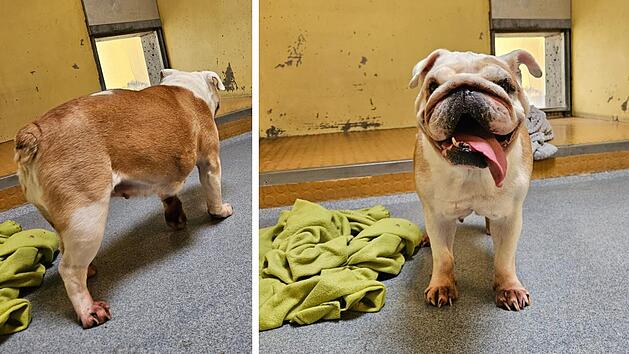 Tierheim Nürnberg nimmt Fundhund auf - "extremste Qualzucht"