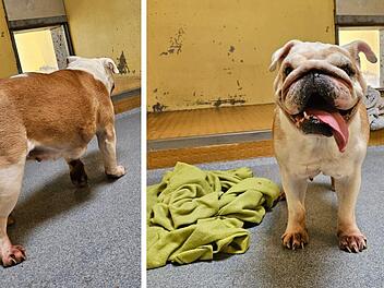 Tierheim Nürnberg nimmt Fundhund auf - "extremste Qualzucht"
