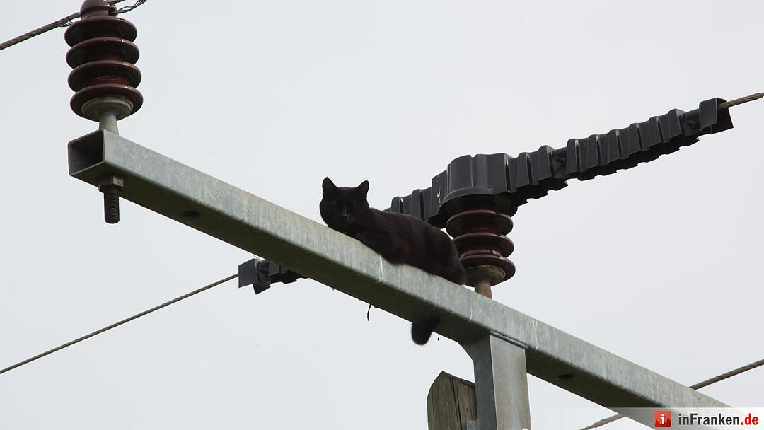 Katze Molli löst Feuerwehreinsatz aus