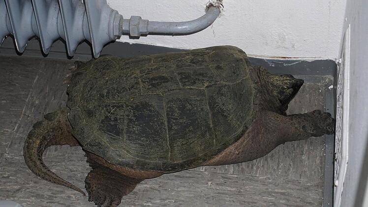 Schnappschildkröte "Suarez", die bereits 2014 am Dechsendorfer Weiher gesichtet wurde, in der Arrestzelle der Polizei. Foto: Tina Meier