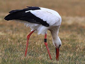 Futter  findet sich immer: Die beiden Störche aus Kaltenbrunn sind schon wieder vereint und  finden  in den Itzwiesen genügend, um über die Runden zu kommen.Hans-Peter Schönecker