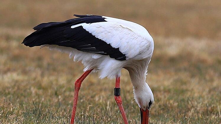 Futter  findet sich immer: Die beiden Störche aus Kaltenbrunn sind schon wieder vereint und  finden  in den Itzwiesen genügend, um über die Runden zu kommen.Hans-Peter Schönecker