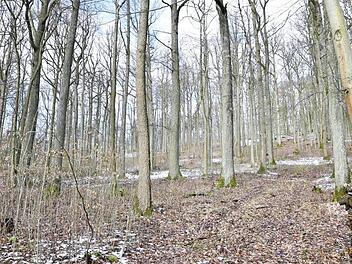 Den Königsberger Stadtwald, immerhin rund 1000 Hektar, bewirtschaftet künftig die Forstbetriebsgemeinschaft Haßberge.  Foto: Gerold Snater