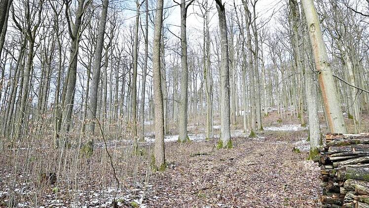 Den Königsberger Stadtwald, immerhin rund 1000 Hektar, bewirtschaftet künftig die Forstbetriebsgemeinschaft Haßberge.  Foto: Gerold Snater