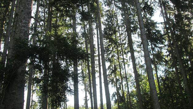 Brennholz wird in Fuchsstadt teurer. Auch die Fichten in der Lauerbach (im Bild), die einem Mischbaumbestand weichen m&uuml;ssen, sind davon betroffen.