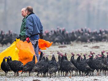 Mitarbeiter eines Biohofs treiben freilebende Waldputen zusammen. Wegen der Ausbreitung der Vogelgrippe wird bundesweit die Stallpflicht für Geflügel überall dort durchsetzt, wo die Wahrscheinlichkeit eines Eintrages des H5N8-Virus hoch ist.  Foto: Jens Büttner, dpa