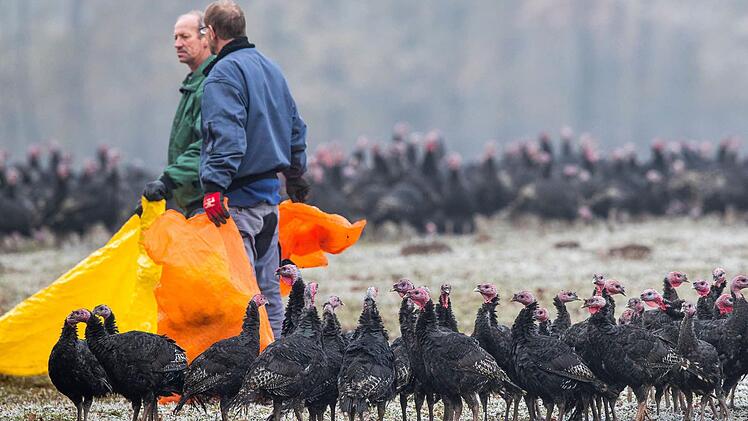 Mitarbeiter eines Biohofs treiben freilebende Waldputen zusammen. Wegen der Ausbreitung der Vogelgrippe wird bundesweit die Stallpflicht für Geflügel überall dort durchsetzt, wo die Wahrscheinlichkeit eines Eintrages des H5N8-Virus hoch ist.  Foto: Jens Büttner, dpa
