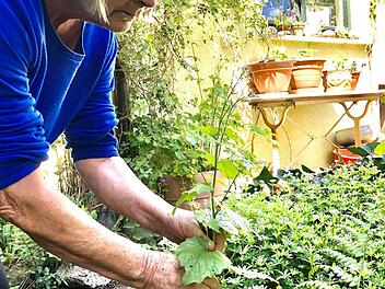 Für manchen Hobbygärnter nur Unkraut, für Kräuter-Liebhaberin Erika Höhn dagegen ein ideales Küchengewürz: Die Knoblauchsrauke. Damit würzt die Fürtherin Salate, Suppen, verfeinert ihren Kräuterquark oder macht ein leckeres Pesto daraus. Foto: Christoph Böger