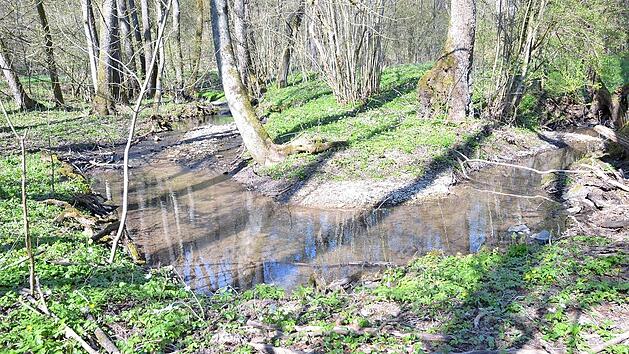 So wie der Fornbach - zumindest in Teilen - sich durch die Landschaft schlängelt, sollten möglichst alle Gewässer aussehen, ginge es nach der EU.