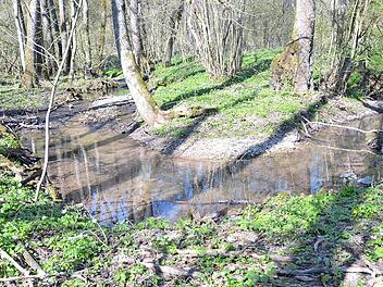 So wie der Fornbach - zumindest in Teilen - sich durch die Landschaft schlängelt, sollten möglichst alle Gewässer aussehen, ginge es nach der EU.