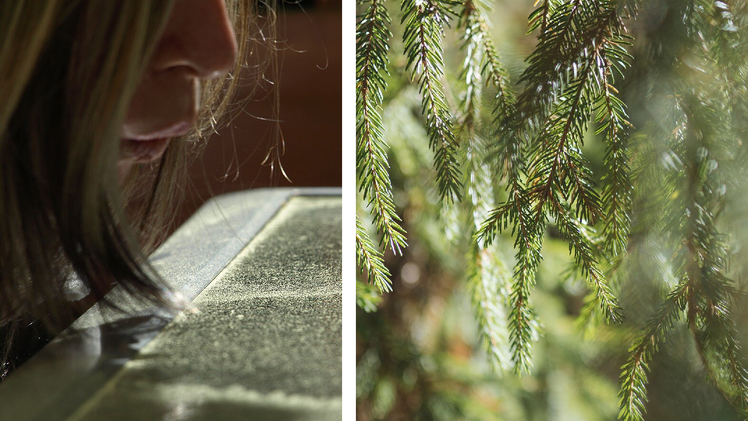 Naturphänomen in Bayern: Warum verfärbt sich der Freistaat gelb?