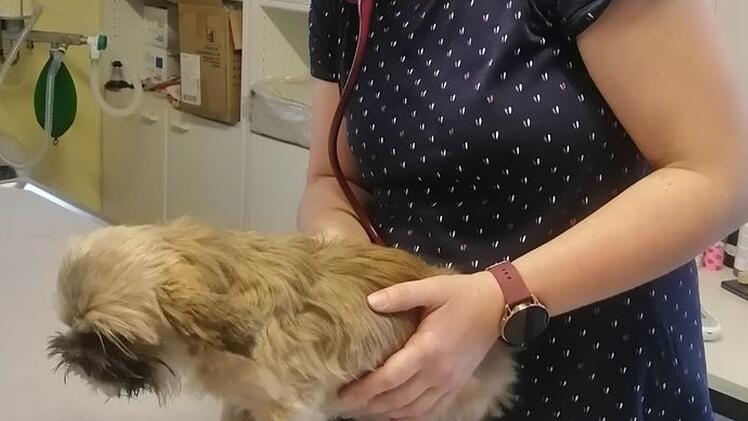 Tierheim Hof: Wieder einmal ausgesetzte Hunde gefunden - Hohe Belohnung auf "Hobbyzüchter" ausgesetzt