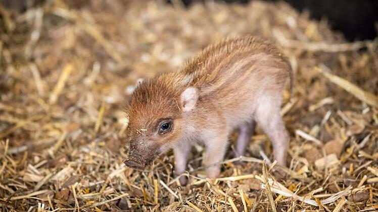 Tiergarten Nürnberg bezaubert mit niedlichem Nachwuchs - "zum Knuddeln"