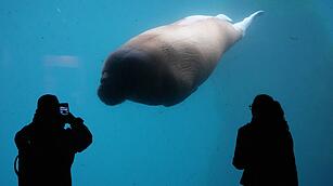Walross im Tierpark Hagenbeck