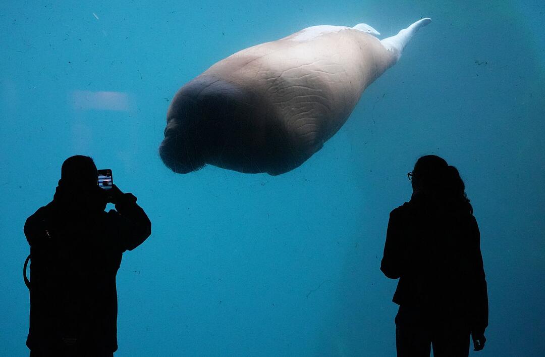Walross im Tierpark Hagenbeck