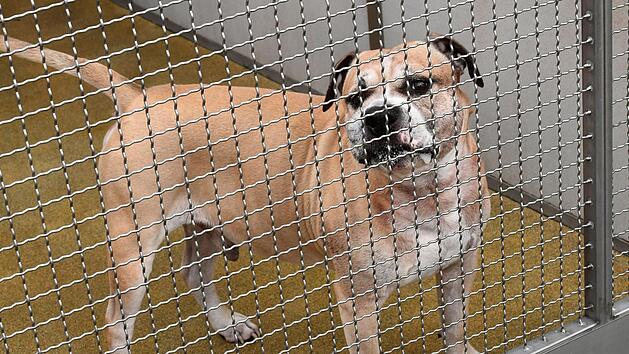 Hund "Chico" hat zwei Menschen totgebissen. Das Schicksal des Staffordshire-Terrier-Mischlings ist aber nach wie vor unklar. Foto: Holger Hollemann/dpa