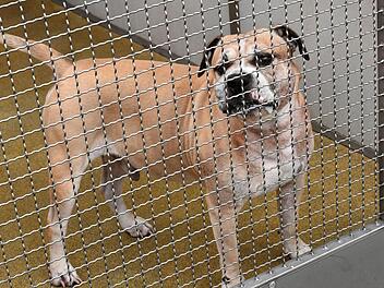 Hund "Chico" hat zwei Menschen totgebissen. Das Schicksal des Staffordshire-Terrier-Mischlings ist aber nach wie vor unklar. Foto: Holger Hollemann/dpa