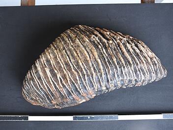 Backenzahn eines Mammuts