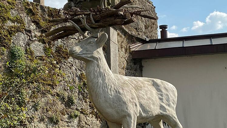 Der weiße Hirsch vom Volkersberg Foto: Matthias Grief