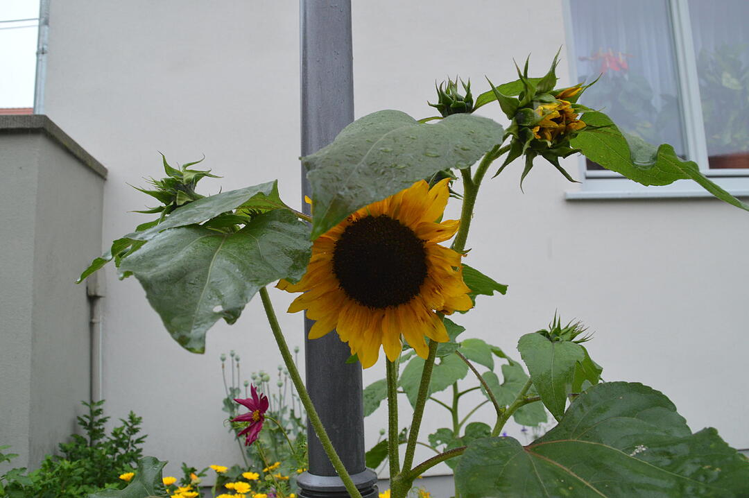 Hellmitzheim hat Zukunft