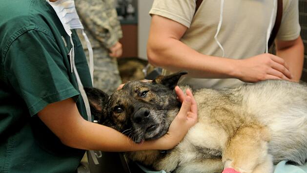 Kann das Hecheln deines Hundes ein warnender Hinweis sein? Das solltest du wissen.