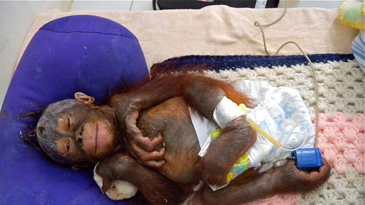 Orang-Utan Himba