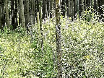 Ein Beleg für starken Wildverbiss ist dieser "Weiserzaun" in einem Wald bei Steinfeld. Während im eingezäunten, zehn mal zehn Meter großen Areal die Vegetation ungehindert wachsen kann, ist sie gleich nebenan offensichtlich einem starken Verbiss durch die Tiere des Waldes ausgesetzt. Vor allem Rehe sind hier die natürlichen Feinde der Pflanzenwelt.  Foto: Richard Kaiser/Archivbild