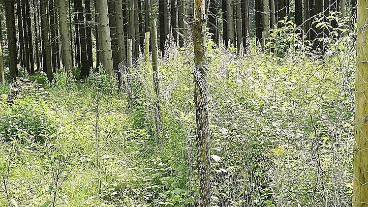 Ein Beleg für starken Wildverbiss ist dieser "Weiserzaun" in einem Wald bei Steinfeld. Während im eingezäunten, zehn mal zehn Meter großen Areal die Vegetation ungehindert wachsen kann, ist sie gleich nebenan offensichtlich einem starken Verbiss durch die Tiere des Waldes ausgesetzt. Vor allem Rehe sind hier die natürlichen Feinde der Pflanzenwelt.  Foto: Richard Kaiser/Archivbild