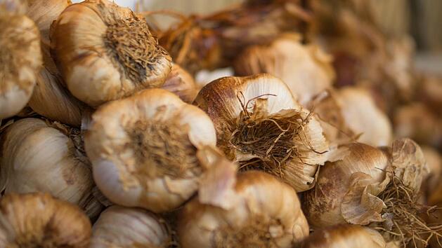 Knoblauch wird noch im August geerntet und in dekorativen Zöpfen zusammengefasst. Symbolbild: pexels.com