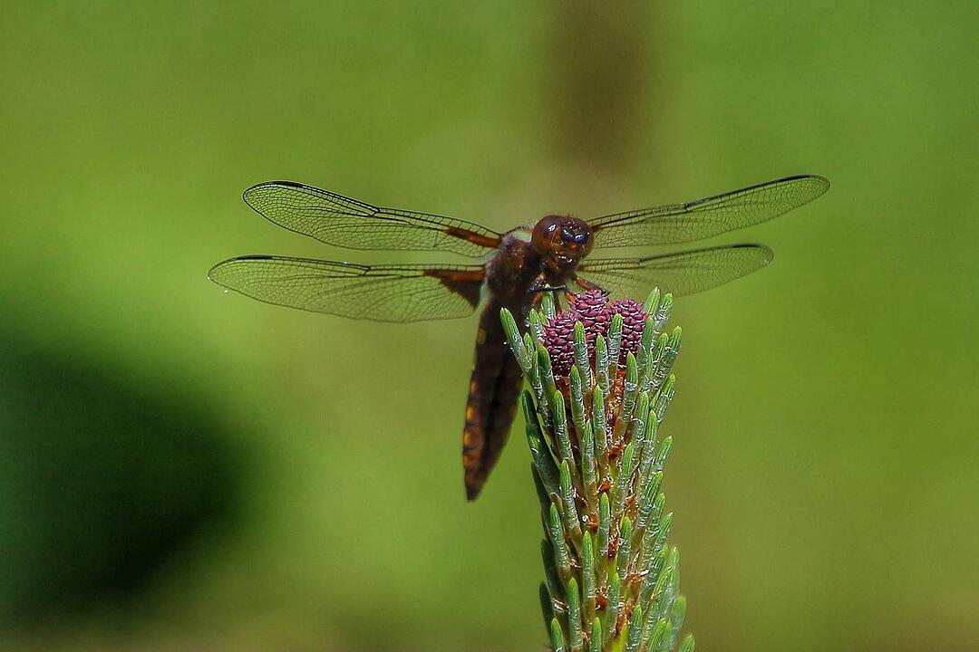 Libelle