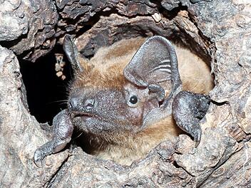Flederm&auml;use f&uuml;hlen sich in unserer Region wohl.