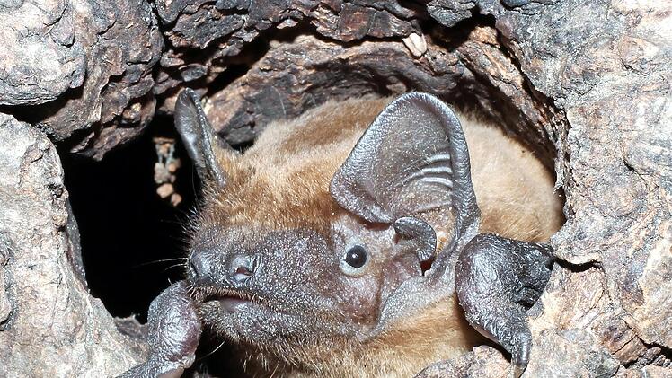 Flederm&auml;use f&uuml;hlen sich in unserer Region wohl.