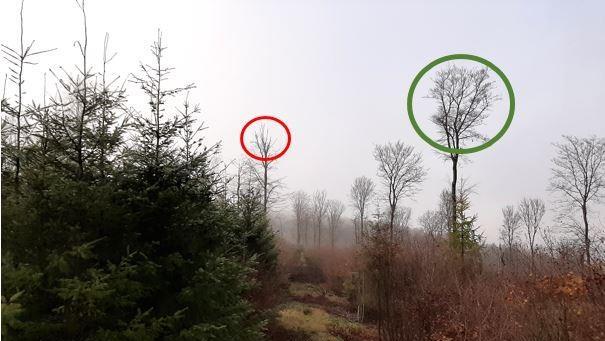 Der rotumkreiste Baum zeigt in der Krone erhebliche Feinreisigverluste (Feinastverluste), was  ein deutlicher Hinweis auf Trockenschäden ist. Vereinfacht gesagt, verkleinert der Baum die "Körpermasse", die er unterhalten muss. Foto: Michael Kutscher