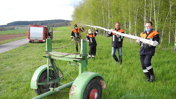 Im Wald wurde die Birke frisch geschlagen. Foto: ssp